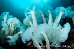 Giant Plumose Anemones cover underwater reef, Browning Pass, northern Vancouver Island, Canada, Metridium farcimen