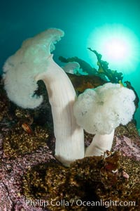 Giant Plumose Anemones cover underwater reef, Browning Pass, northern Vancouver Island, Canada, Metridium farcimen