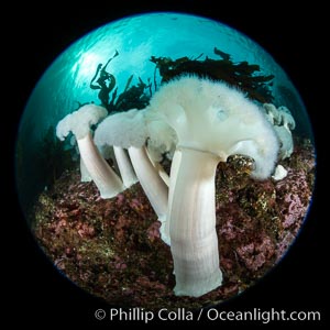 Giant Plumose Anemones cover underwater reef, Browning Pass, northern Vancouver Island, Canada, Metridium farcimen