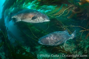 Two giant black sea bass swim in a courtship circle, part of a larger gathering of a mating aggregation amid kelp forest, Catalina Island. In summer months, black seabass gather in kelp forests in California to form mating aggregations.  Courtship behaviors include circling of pairs of giant sea bass, production of booming sounds by presumed males, and nudging of females by males in what is though to be an effort to encourage spawning, Stereolepis gigas