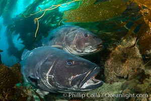 Giant black sea bass, gathering in a mating - courtship aggregation amid kelp forest, Catalina Island, Stereolepis gigas