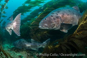 Giant black sea bass, gathering in a mating - courtship aggregation amid kelp forest, Catalina Island, Stereolepis gigas