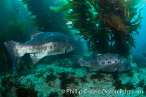 Giant black sea bass, gathering in a mating - courtship aggregation amid kelp forest, Catalina Island, Stereolepis gigas