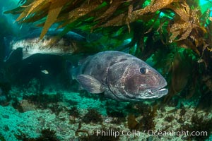 Giant black sea bass, gathering in a mating - courtship aggregation amid kelp forest, Catalina Island, Stereolepis gigas