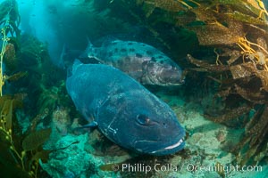 Giant black sea bass, gathering in a mating - courtship aggregation amid kelp forest, Catalina Island, Stereolepis gigas