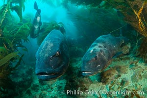 Giant black sea bass, gathering in a mating - courtship aggregation amid kelp forest, Catalina Island, Stereolepis gigas