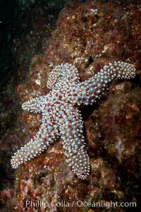 A giant sea star, or starfish, on a rocky reef underwater, Pisaster giganteus, San Clemente Island