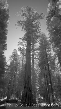 Giant sequoia tree towers over surrounding trees in a Sierra forest.  Infrared image, Sequoiadendron giganteum, Mariposa Grove