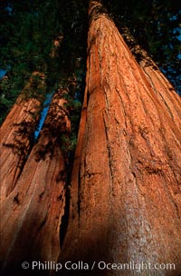 Sequoia trees, Sequoiadendron giganteum, Sequoia Kings Canyon National Park, California