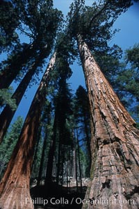 Giant Sequoia tree, Sequoiadendron giganteum, Mariposa Grove, Yosemite National Park, California