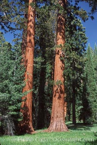 Giant Sequoia tree, Sequoiadendron giganteum, Mariposa Grove, Yosemite National Park, California