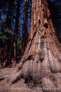 Giant Sequoia tree, Sequoiadendron giganteum, Mariposa Grove, Yosemite National Park, California