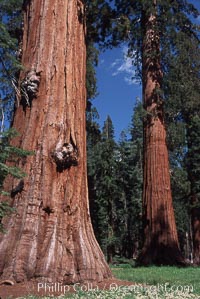 Giant Sequoia tree, Sequoiadendron giganteum, Mariposa Grove, Yosemite National Park, California
