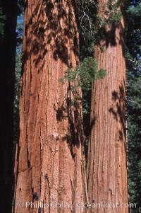 Giant Sequoia tree, Sequoiadendron giganteum, Mariposa Grove, Yosemite National Park, California