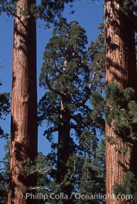 Giant Sequoia tree, Sequoiadendron giganteum, Mariposa Grove, Yosemite National Park, California