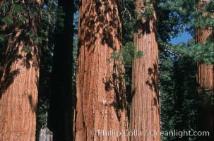 Giant Sequoia tree, Sequoiadendron giganteum, Mariposa Grove, Yosemite National Park, California