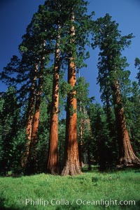 Sequoia tree, Mariposa Grove, Sequoiadendron giganteum, Yosemite National Park, California