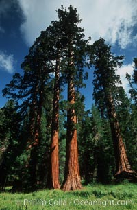 Sequoia trees, Mariposa Grove, Sequoiadendron giganteum, Yosemite National Park, California