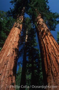 Sequoia trees, Mariposa Grove, Sequoiadendron giganteum, Yosemite National Park, California