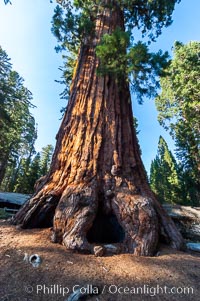 The Robert E. Lee tree was named in 1875 for the famous Confederate general. This enormous Sequoia tree, located in Grant Grove within Kings Canyon National Park, is over 22 feet in diameter and 254 feet high. It has survived many fires, as evidenced by the scars at its base. Its fibrous, fire-resistant bark, 2 feet or more in thickness on some Sequoias, helps protect the giant trees from more severe damage during fires, Sequoiadendron giganteum, Sequoia Kings Canyon National Park, California