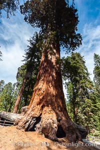 The Robert E. Lee tree was named in 1875 for the famous Confederate general. This enormous Sequoia tree, located in Grant Grove within Kings Canyon National Park, is over 22 feet in diameter and 254 feet high. It has survived many fires, as evidenced by the scars at its base. Its fibrous, fire-resistant bark, 2 feet or more in thickness on some Sequoias, helps protect the giant trees from more severe damage during fires, Sequoiadendron giganteum, Sequoia Kings Canyon National Park, California