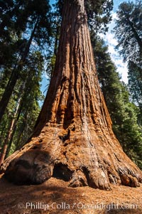 The General Lee, an enormous Sequoia tree, Sequoiadendron giganteum, Giant Forest, Sequoia Kings Canyon National Park, California