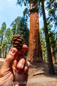 The cone of a Sequoia tree is surprisingly small, given the enormity of the tree itself. Once the cone has fallen to the forest floor, fire will cause the seeds to be released from the cone. In this way fire actually aids in the creation of a healthy Sequoia grove, Sequoiadendron giganteum, Sequoia Kings Canyon National Park, California