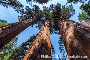 Huge Sequoia trees reach for the sky, creating a canopy of branches hundreds of feet above the forest floor, Sequoiadendron giganteum, Sequoia Kings Canyon National Park, California