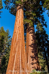 Huge Sequoia trees reach for the sky. Grant Grove, Sequoiadendron giganteum, Sequoia Kings Canyon National Park, California
