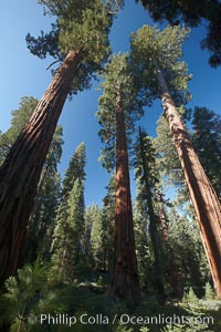 Giant sequioa trees, in the Mariposa Grove soar skyward from the cool, shaded forest floor, Sequoiadendron giganteum, Yosemite National Park, California