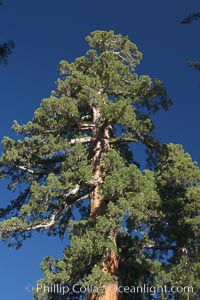 The crown of limbs, branches that forms the topmost reaches of a giant sequoia tree, Sequoiadendron giganteum, Mariposa Grove, Yosemite National Park, California