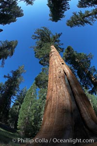 A giant sequoia tree, soars skyward from the forest floor, lit by the morning sun and surrounded by other sequioas.  The massive trunk characteristic of sequoia trees is apparent, as is the crown of foliage starting high above the base of the tree, Sequoiadendron giganteum, Mariposa Grove, Yosemite National Park, California