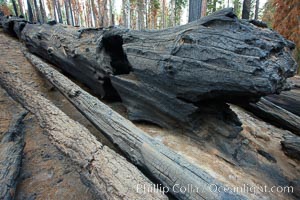 Burnt and fallen giant sequoia tree, killed by forest fire, Sequoiadendron giganteum, Mariposa Grove, Yosemite National Park, California