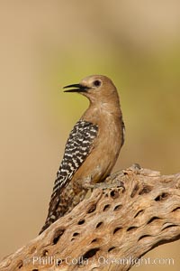 Gila woodpecker, female, Melanerpes uropygialis, Amado, Arizona