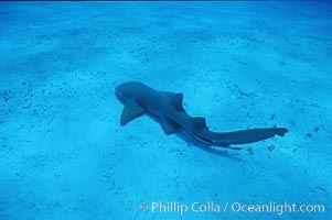 Nurse shark, Little Bahama Banks, Ginglymostoma cirratum