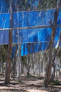 The Giraffe Traps, or what is officially known as Two Running Violet V Forms, was the second piece in the Stuart Collection at University of California San Diego (UCSD).  Commissioned in 1983 and produced by Robert Irwin, the odd fence resides in the eucalyptus grove between Mandeville Auditorium and Central Library, University of California, San Diego, La Jolla