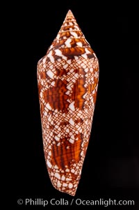 Glory of Bengal cone, Conus bengalensis