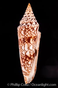 Glory of India cone, with operculum, Conus milneedwardsi
