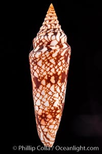 Glory of India cone, Conus milneedwardsi