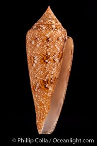 Glory of the Sea cone shell, gold form.  The Glory of the Sea cone shell, once one of the rarest and most sought after of all seashells, remains the most famous and one of the most desireable shells for modern collectors, Conus gloriamaris