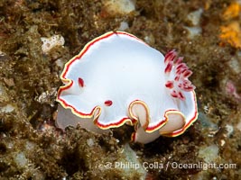 Glossodoris sedna nudibranch, Sea of Cortez, Mexico, Glossodoris sedna, Chromolaichma sedna, Isla Angel de la Guarda, Baja California