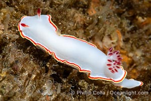 Glossodoris sedna nudibranch, Sea of Cortez, Mexico, Glossodoris sedna, Chromolaichma sedna, Isla Angel de la Guarda, Baja California