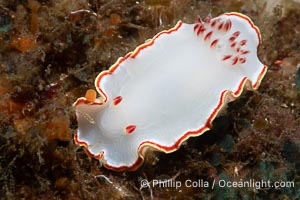 Glossodoris sedna nudibranch, Sea of Cortez, Mexico, Glossodoris sedna, Chromolaichma sedna, Isla Angel de la Guarda, Baja California