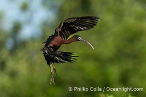 Glossy Ibis in flight, Plegadis falcinellus, Venice Rookery, Florida, Plegadis falcinellus