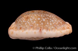 Gnawed Cowrie, Cypraea erosa chlorizans