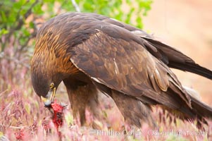 Golden eagle consumes a rabbit, Aquila chrysaetos