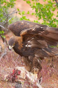 Golden eagle consumes a rabbit, Aquila chrysaetos