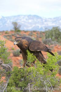 Golden eagle, Aquila chrysaetos