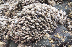 Gooseneck barnacles, exposed at low tide, adhere to a rock.  The shell, or capitulum, of the gooseneck barnacle grows to be about two inches long. It is made up of small plates, which enclose its soft body. Inside the shell, the barnacle primarily consists of long segmented legs, intestines and stomach, Pollicipes polymerus, Ruby Beach, Olympic National Park, Washington