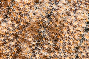 Gorgonian Polyps, Detail. Gorgonians are colonial animals that extend branches of polyps into currents that flow over the reef in order to capture passing bits of food, Isla Angel de la Guarda, Baja California, Mexico